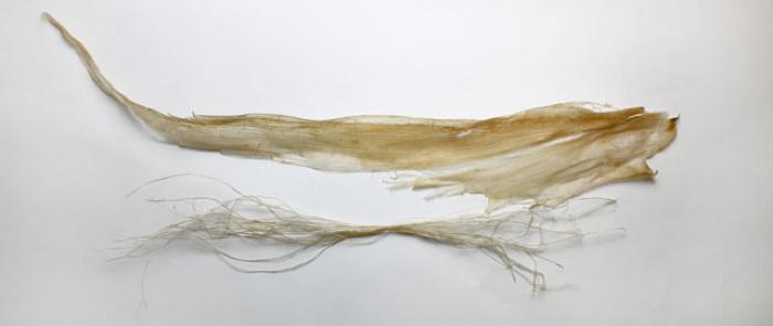 Alutiiq Museum : Word of the Week : Sinew [AM888.376]