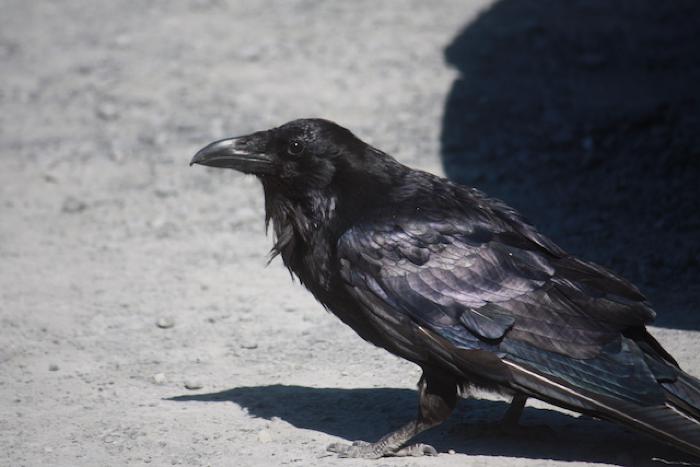 Alutiiq Museum : Word of the Week : Raven [AM888.337]