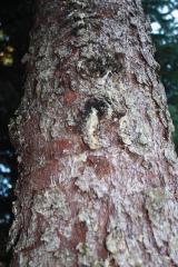 Tree Pitch, Chewing Gum