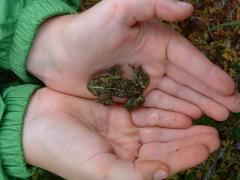 Toad, Frog
