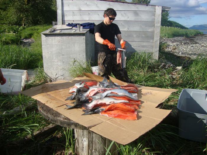 Fish Cut for Drying