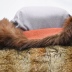 Parka, Squirrel Skin