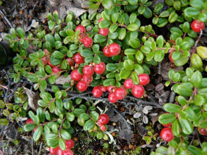 Lowbush Cranberry, Lingonberry