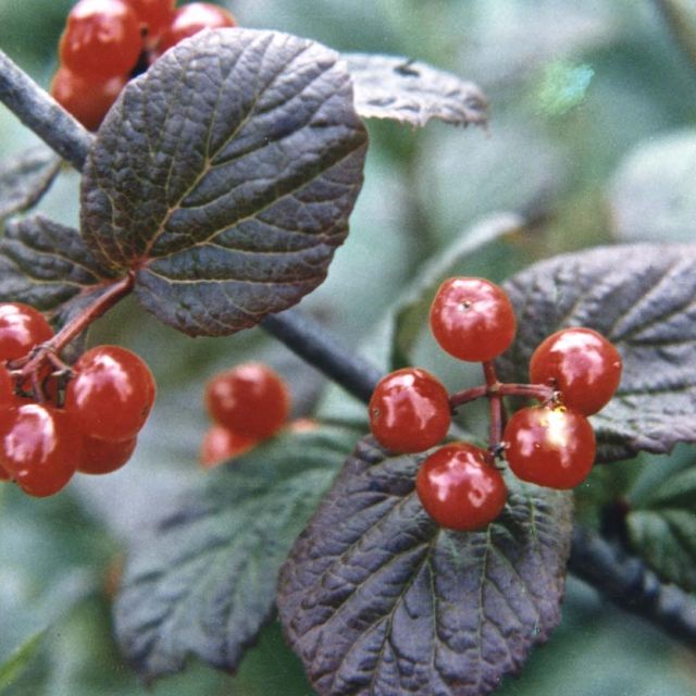 Cranberry Plant