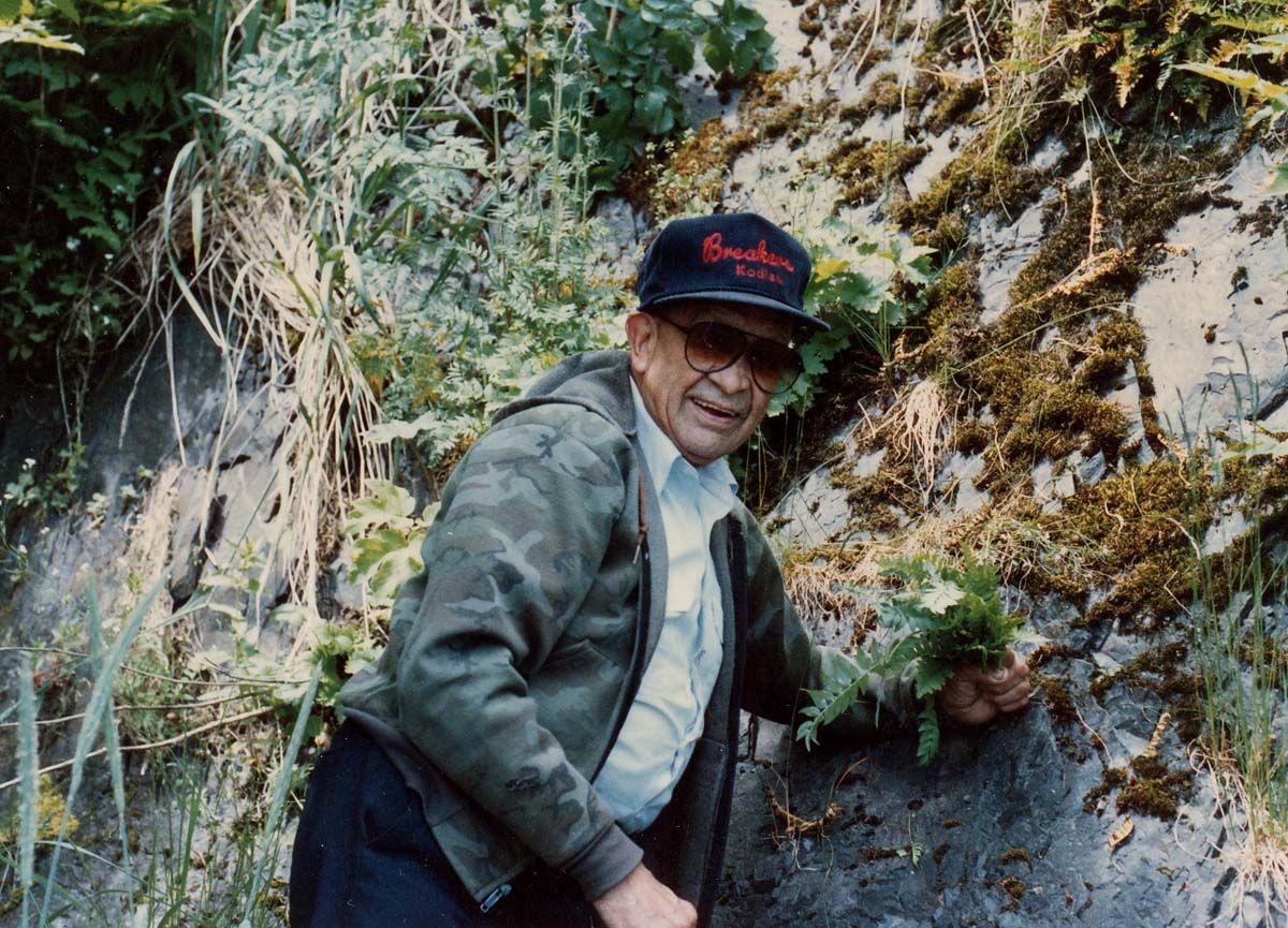 Man gathering licorice fern