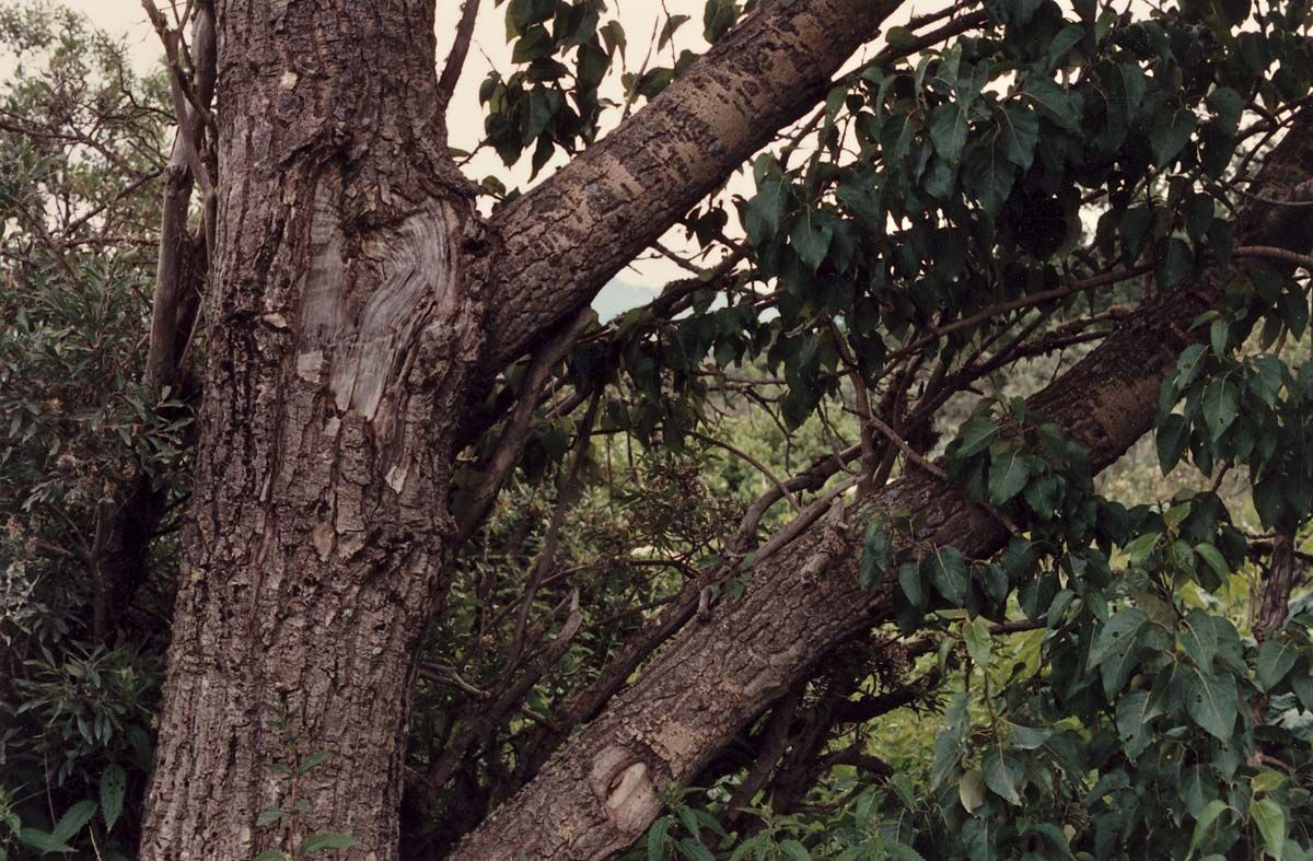 Balsam Cottonwood, Balsam Poplar