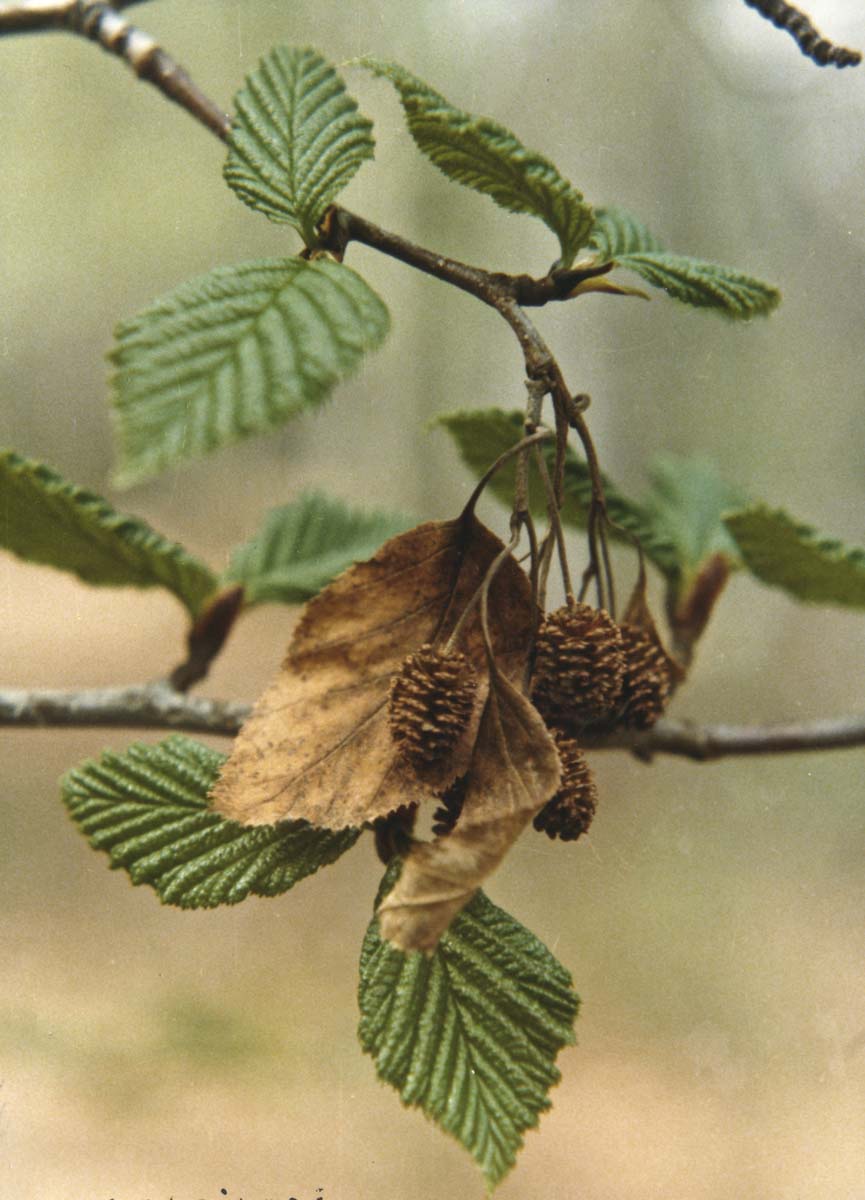 Mountain Alder 