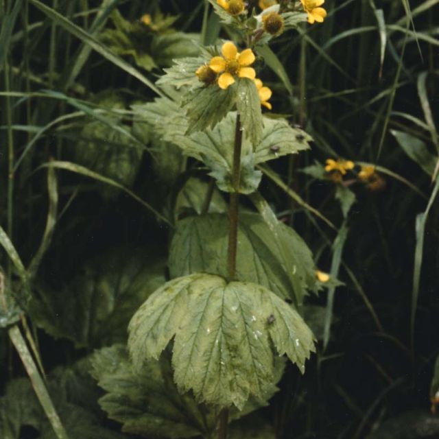 Large Leaf Avens