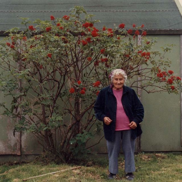 Pacific Red Elder