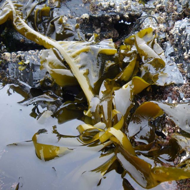 Ribbon Kelp