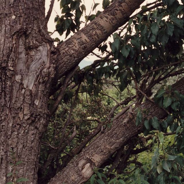 Balsam Cottonwood, Balsam Poplar
