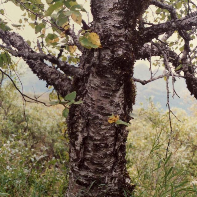 Kenai Birch