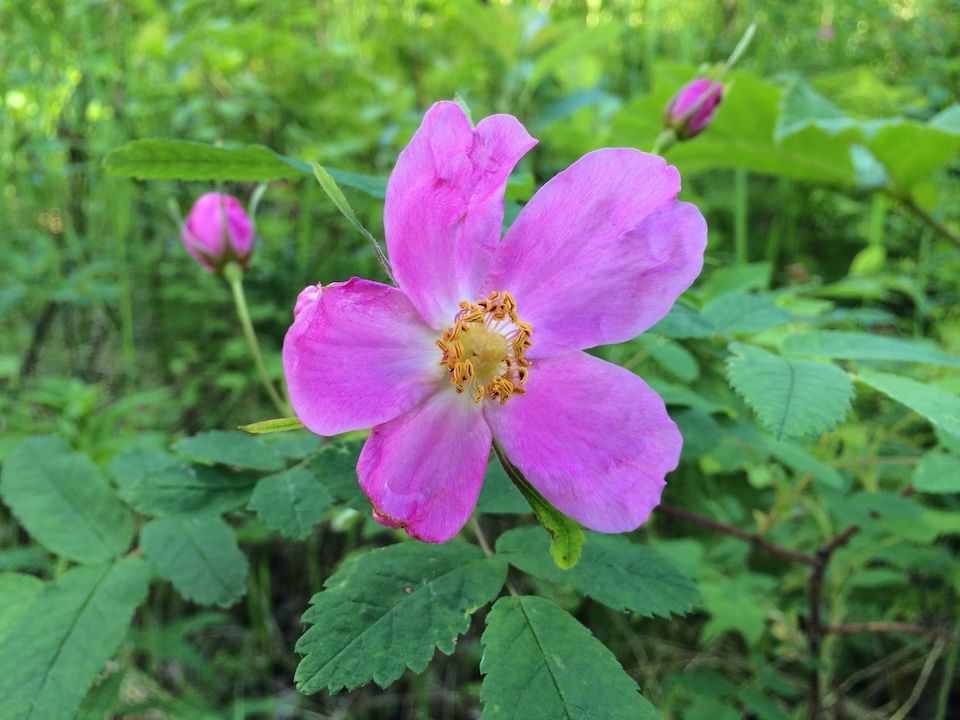 Alutiiq Museum Exhibit