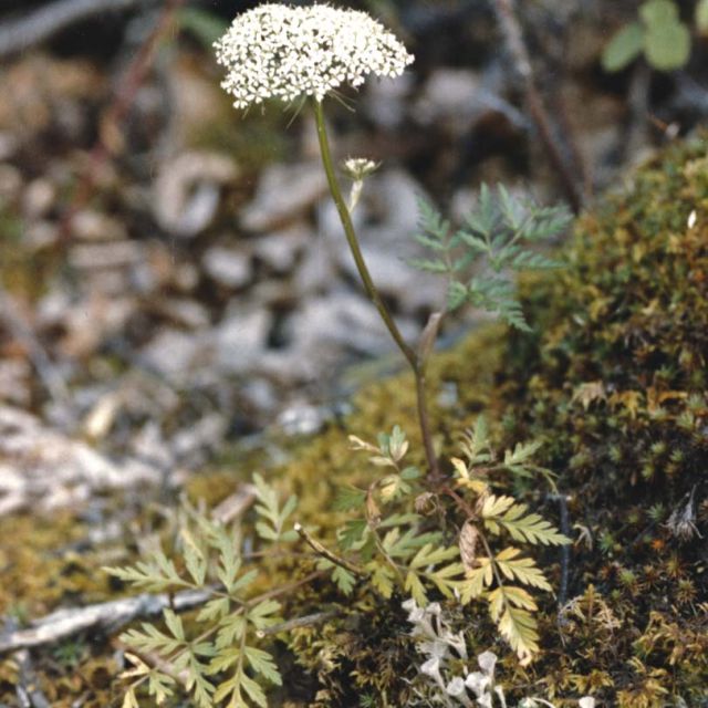 Hemlock Parsley