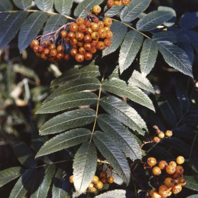 Sitka Mountain Ash