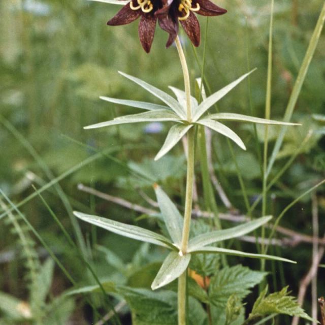 Chocolate Lily