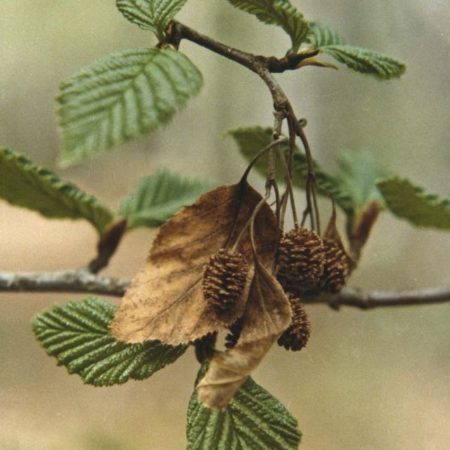 Sitka Alder, Mountain Alder