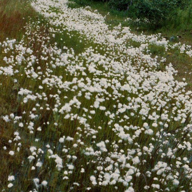 Cotton Grass