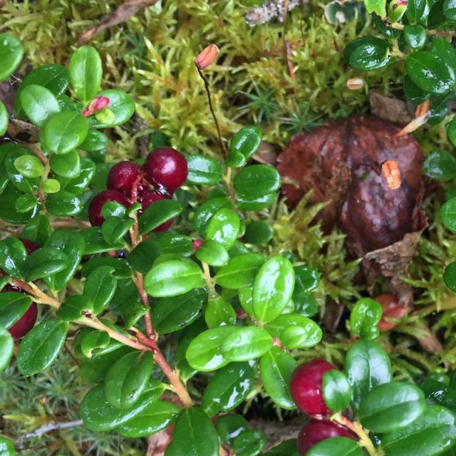 Lingonberry