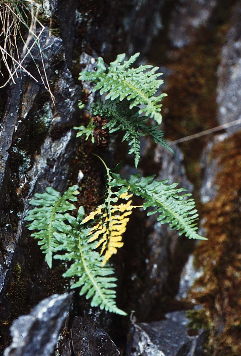 Licorice Fern